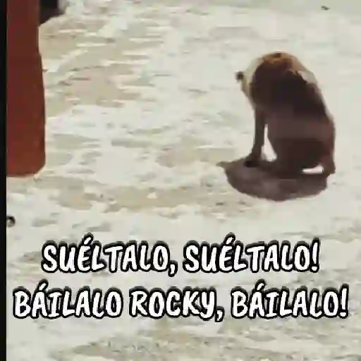 🔥🎶Báilalo Rocky/TikTok🎶🔥