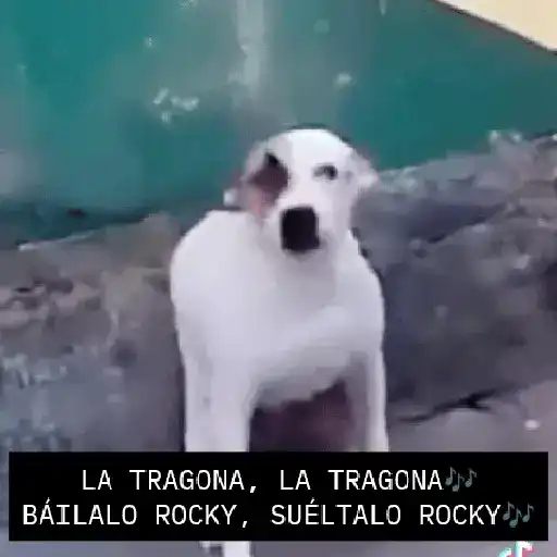 🔥🎶Báilalo Rocky/TikTok🎶🔥
