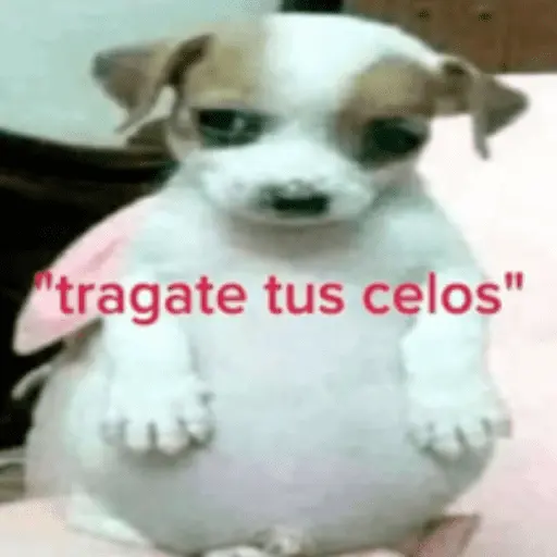Stickers pal grupo mi so😎