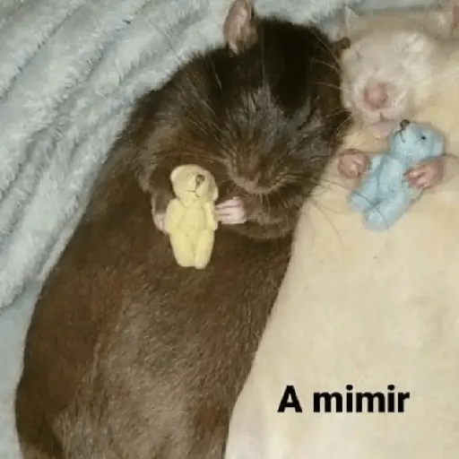 Mimir Time💤🛌🏻✨