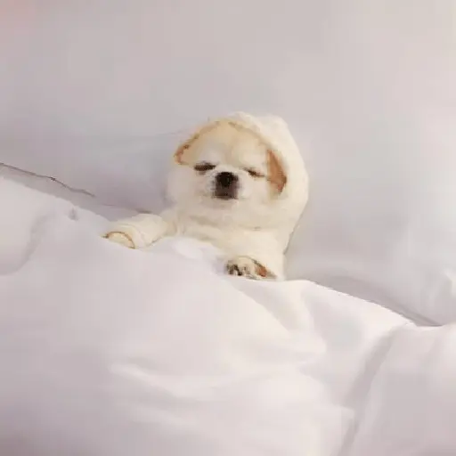 ✨⏰😴 A MIMIR 😴⏰✨