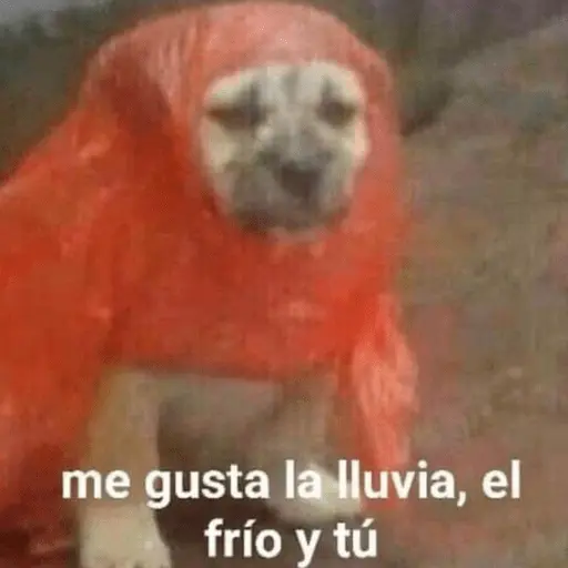 🤣MEMESITOS PAL GRUPO SO🤣