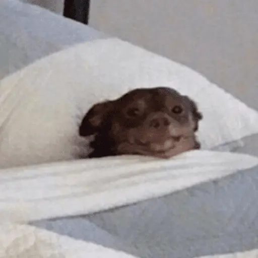 A MIMIR