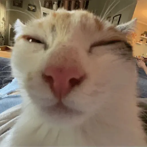 Gatos MOOD 😎🔥😹