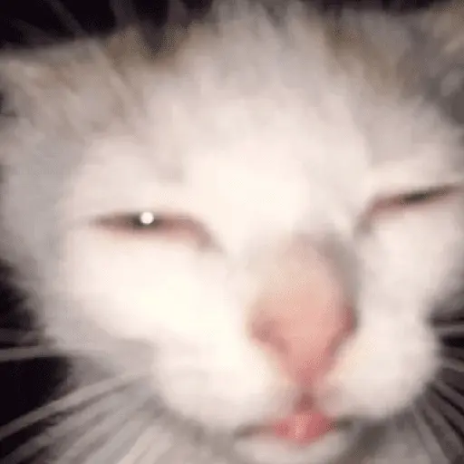 Gatos MOOD 😎🔥😹