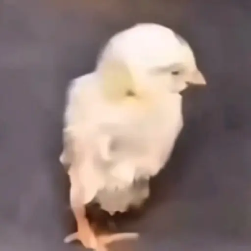 🎵 TIKTOKeando 34🎵