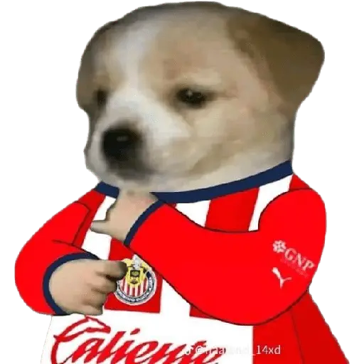 Pinches chivas