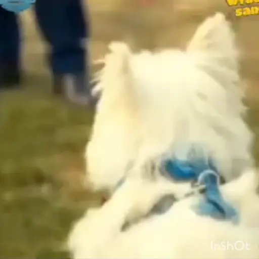 TikTok Queando Ahora 😱