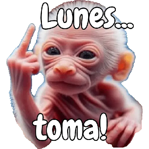 🙉🙊Lunes con Monos🙈🐵