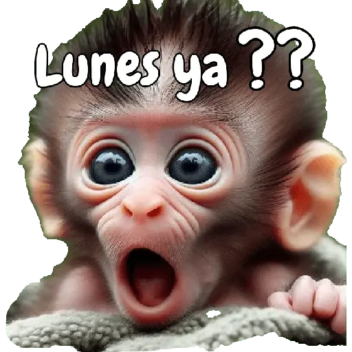 🙉🙊Lunes con Monos🙈🐵