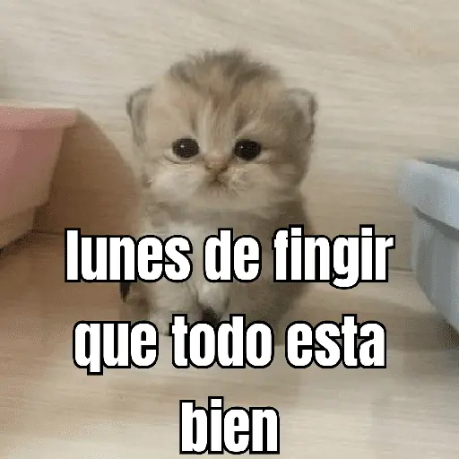 lunes de ... 👌