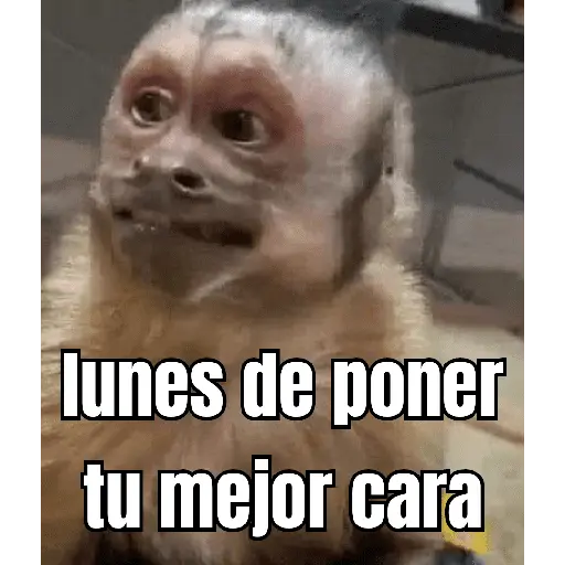 lunes de ... 👌