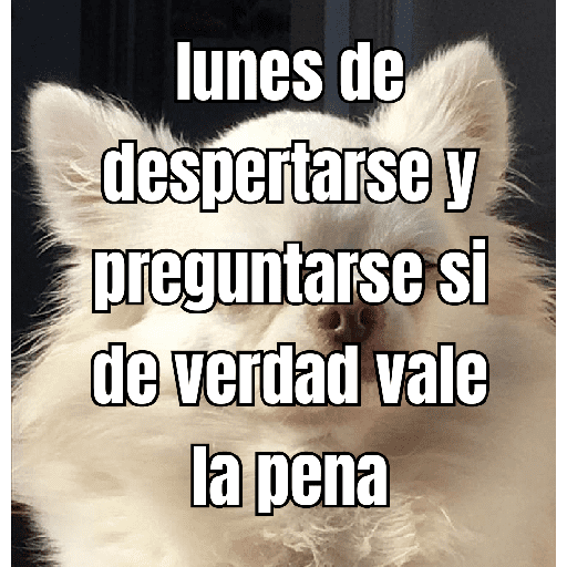 lunes de ... 👌 preview