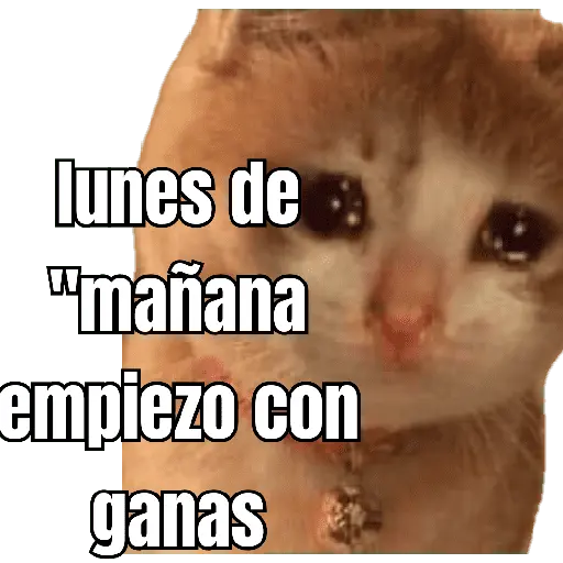lunes de ... 👌