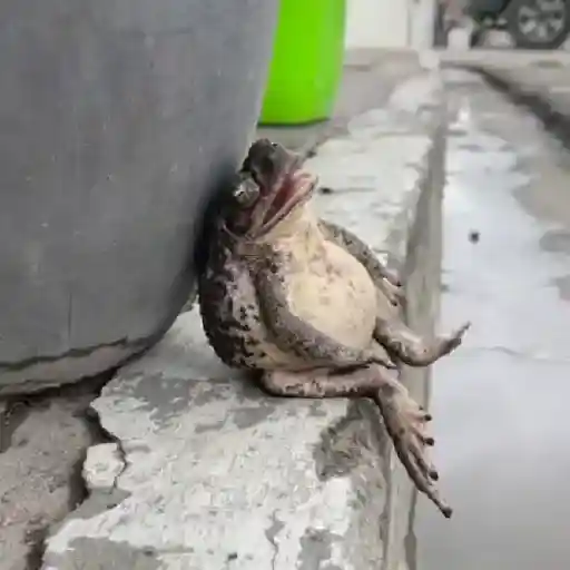 🔥TIKTOK RAMDON 1.9📲