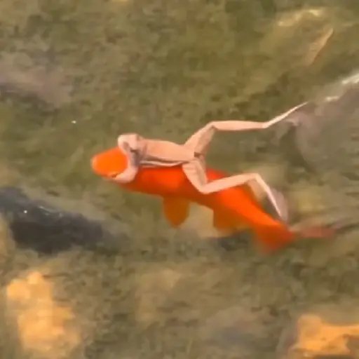 🔥TIKTOK RAMDON 1.9📲