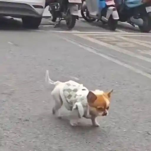 🔥TIKTOK RAMDON 1.9📲