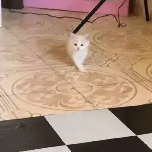 🔥TIKTOK RAMDON 1.9📲
