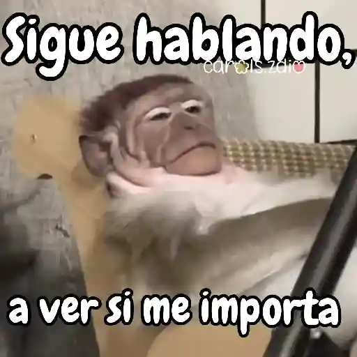 Monos changos graciosos 🐒🐵