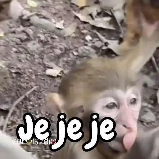 Monos changos graciosos 🐒🐵