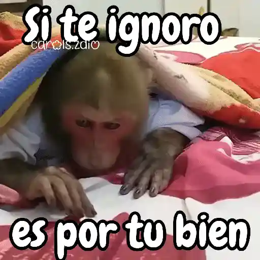 Monos changos graciosos 🐒🐵