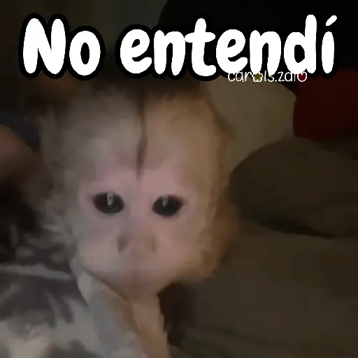 Monos changos graciosos 🐒🐵