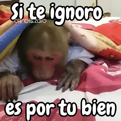 Monos changos graciosos 🐒🐵 preview