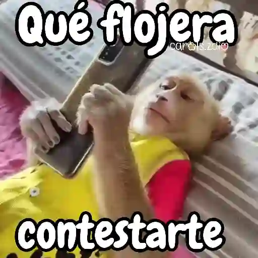 Monos changos graciosos 🐒🐵