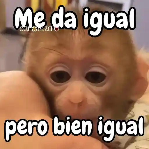 Monos changos graciosos 🐒🐵