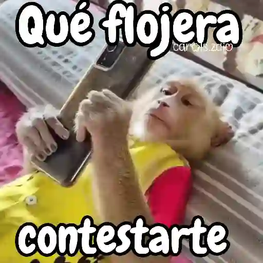 Monos changos graciosos 🐒🐵 preview