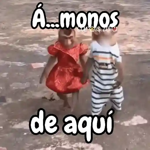 Monos changos graciosos 🐒🐵