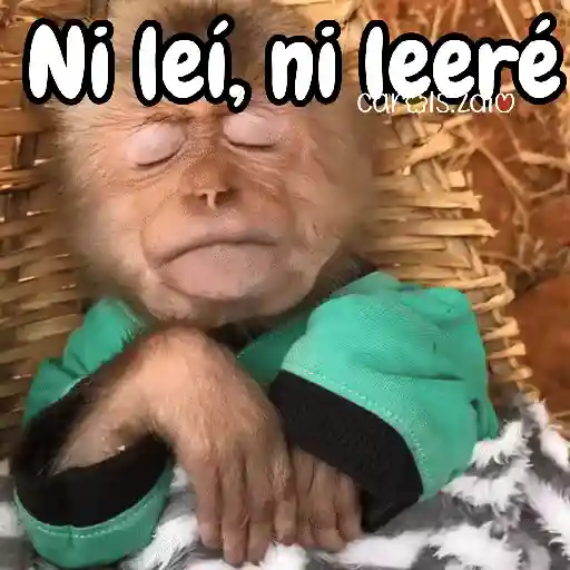 Monos changos graciosos 🐒🐵