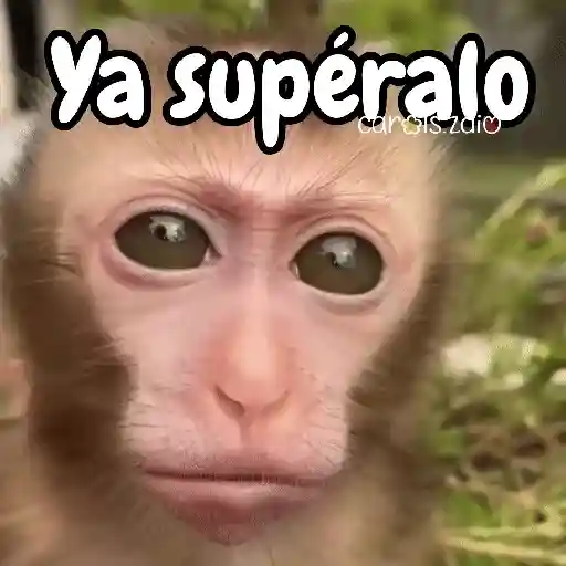 Monos changos graciosos 🐒🐵