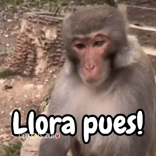 Monos changos graciosos 🐒🐵