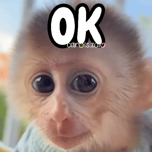Monos changos graciosos 🐒🐵