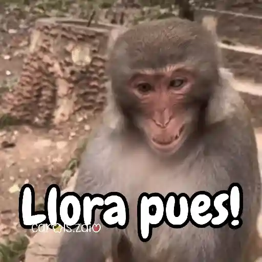 Monos changos graciosos 🐒🐵 preview