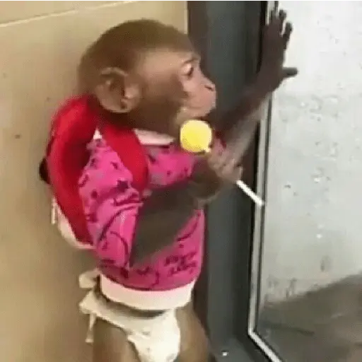 Monos. | @ocenferios  𝐇aki.