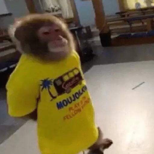 Monos. | @ocenferios  𝐇aki.