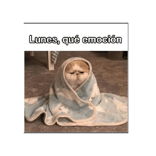 Lunes! 🌟