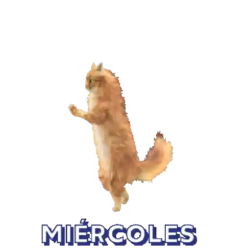 Miércoles ✨ preview