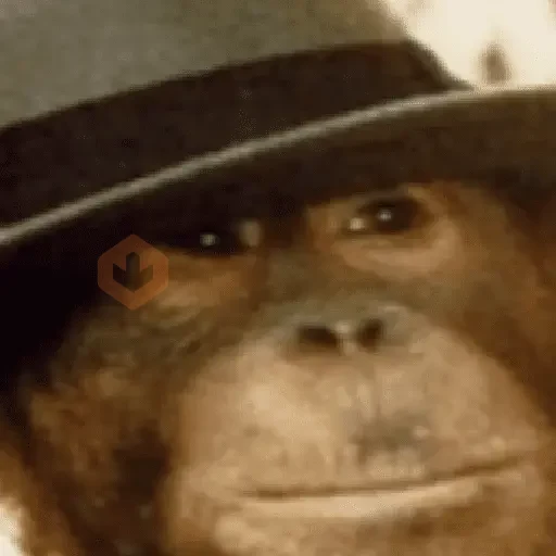 monos macaco changos 3😎 sticker 15