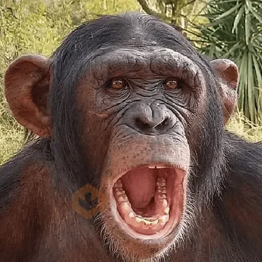 monos macaco changos 3😎 sticker 17