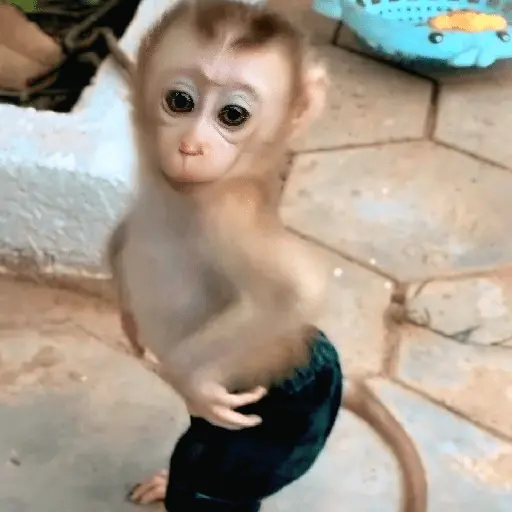 🐒🙊🌴 MONOS 🌴🙊🐒