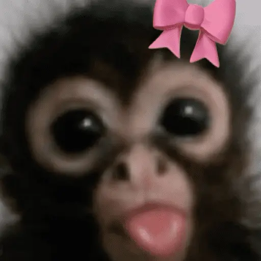 🐒🙊🌴 MONOS 🌴🙊🐒