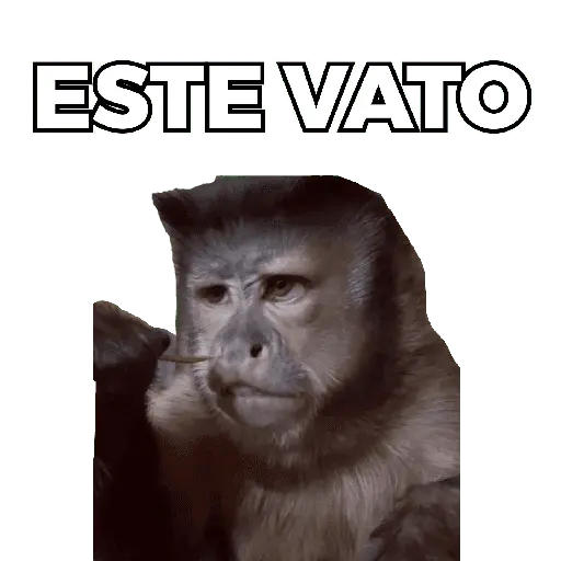 Changuitos Moods 🐒🦧