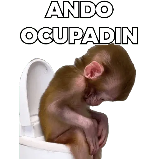 Changuitos Moods 🐒🦧