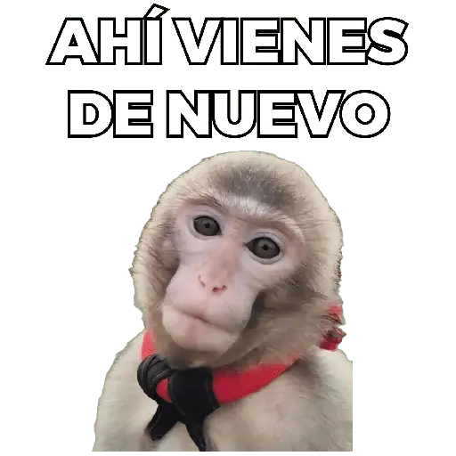 Changuitos Moods 🐒🦧
