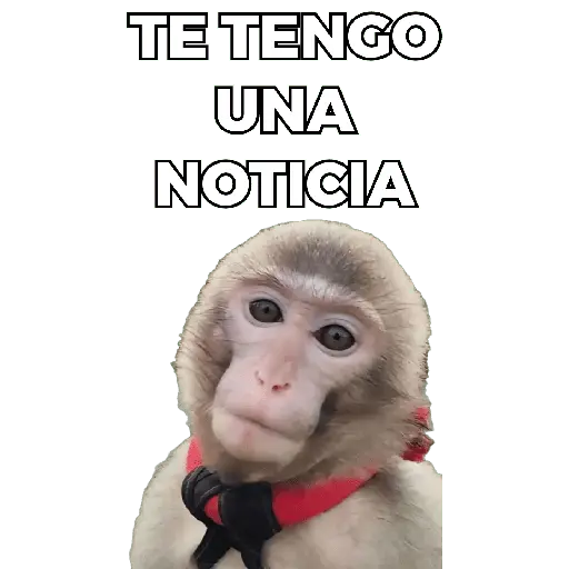Changuitos Moods 🐒🦧