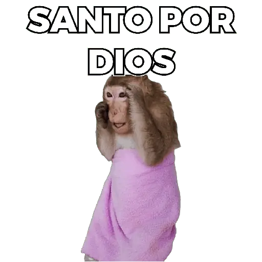 Changuitos Moods 🐒🦧