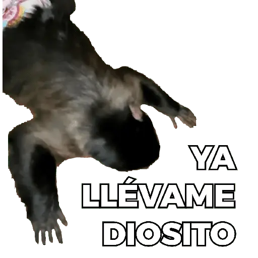 Changuitos Moods 🐒🦧